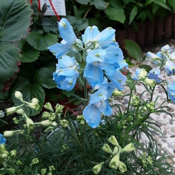 Delphinium grandiflorum Flower