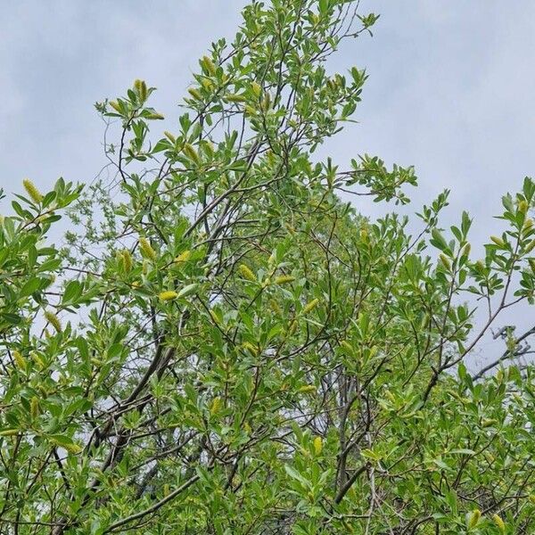 Salix pentandra 整株植物