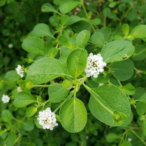 Lantana involucrata Kvet