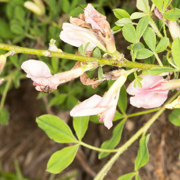 Chamaecytisus hirsutus Fleur