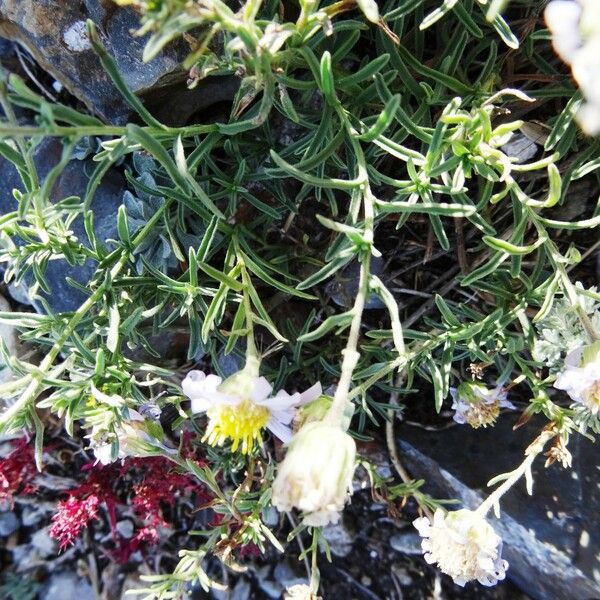 Aster altaicus Floare