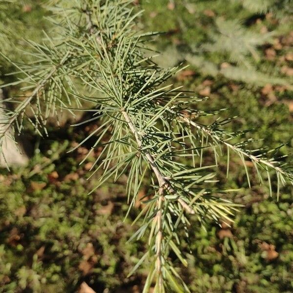 Cedrus deodara Blatt