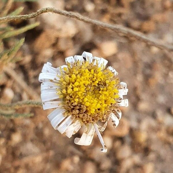 Felicia abyssinica Blomma