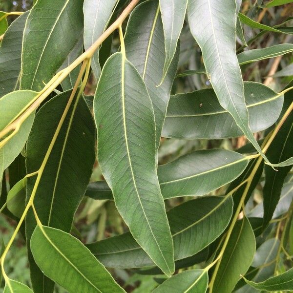 Eucalyptus microtheca Leaf