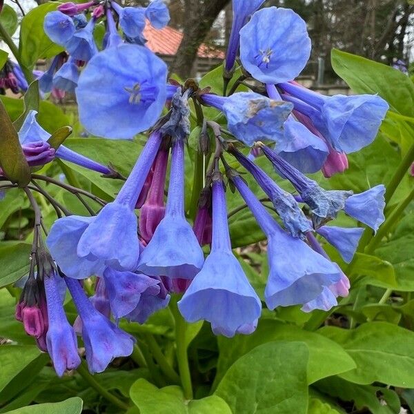 Mertensia virginica Květ