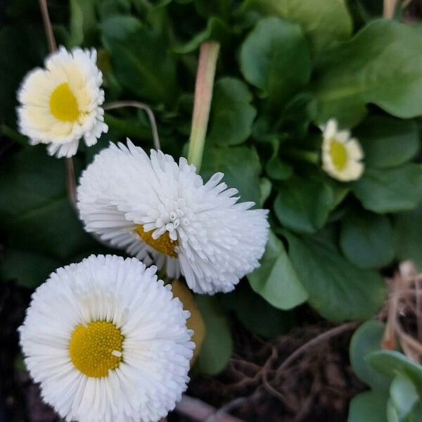 Bellis annua Blodyn