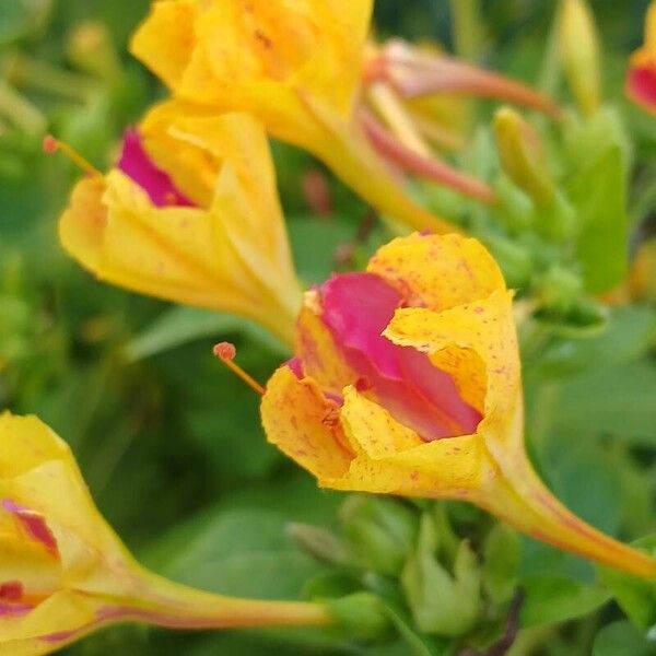 Mirabilis jalapa Žiedas