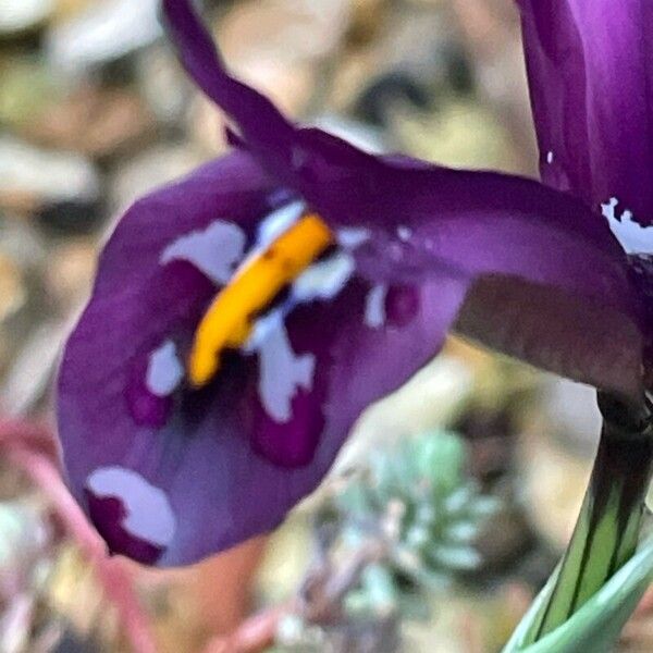 Iris reticulata Virág
