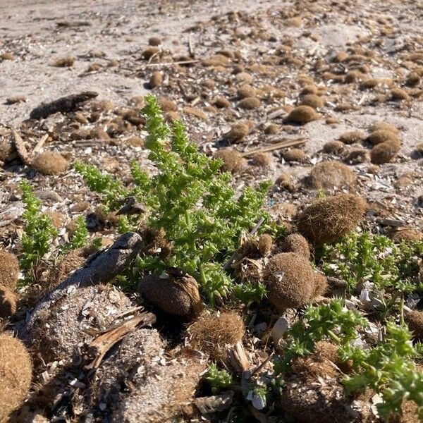 Salsola tragus List