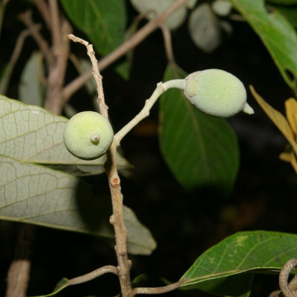 Styrax argenteus Fruit