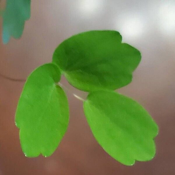 Anemonella thalictroides Leaf