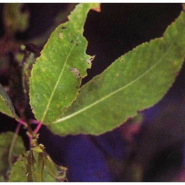 Salix amygdaloides Leaf