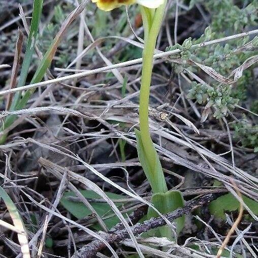 Ophrys sphegodes Характер