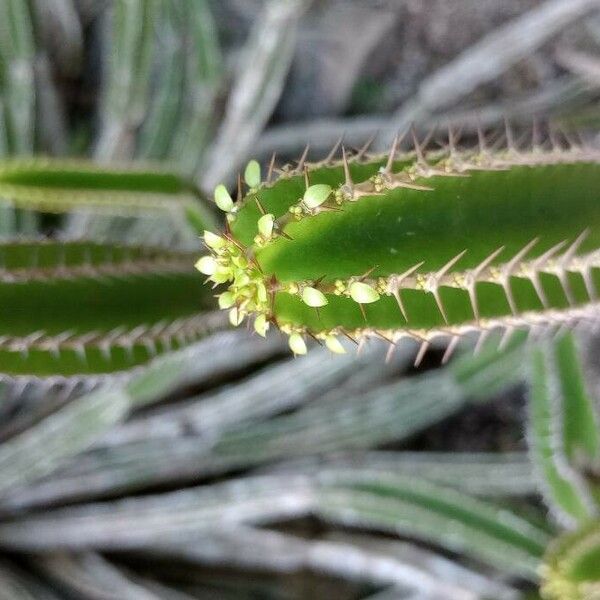 Euphorbia avasmontana Ŝelo