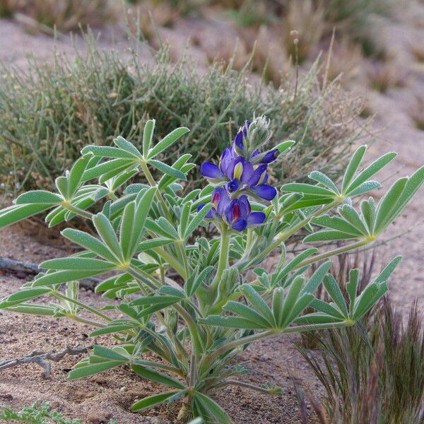 Lupinus digitatus ശീലം