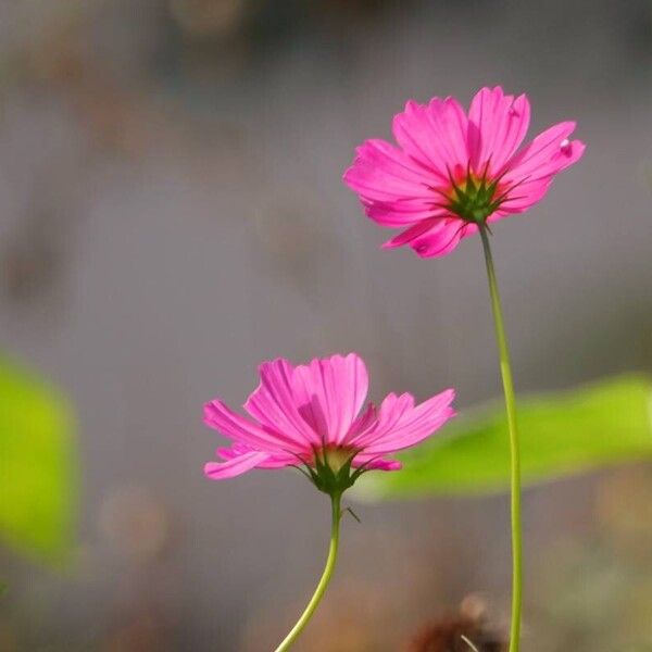 Cosmos caudatus Blomma