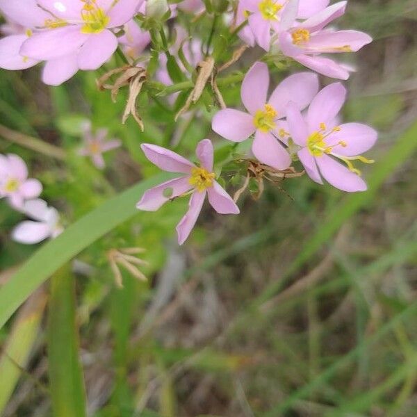 Sabatia angularis Flors