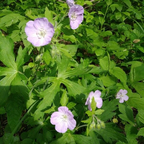 Geranium maculatum Цвят