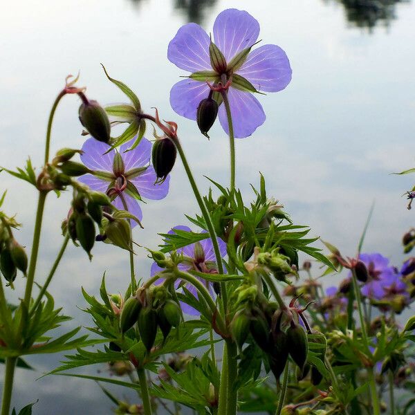 Geranium pratense 花