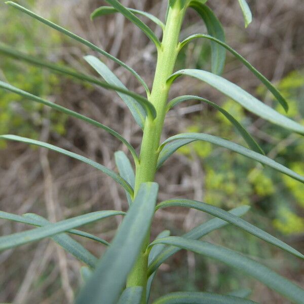 Euphorbia segetalis Bark