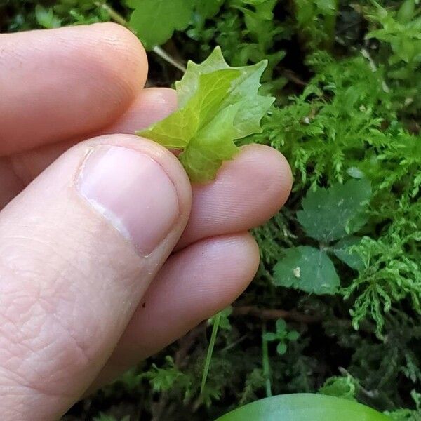 Achlys triphylla Lehti