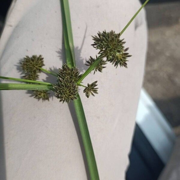 Cyperus difformis Kwiat