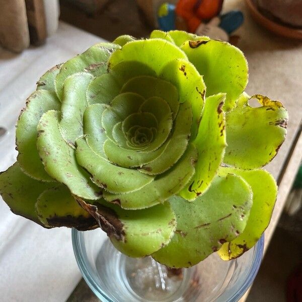 Aeonium aureum Flor