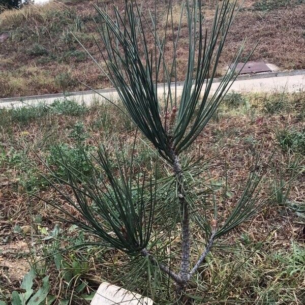Pinus sabiniana Лист