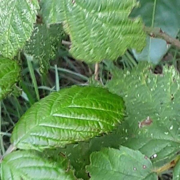 Rubus armeniacus Blatt