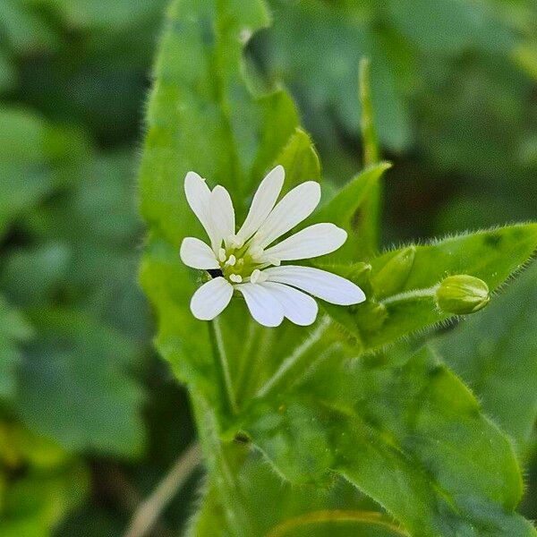 Stellaria nemorum Кветка