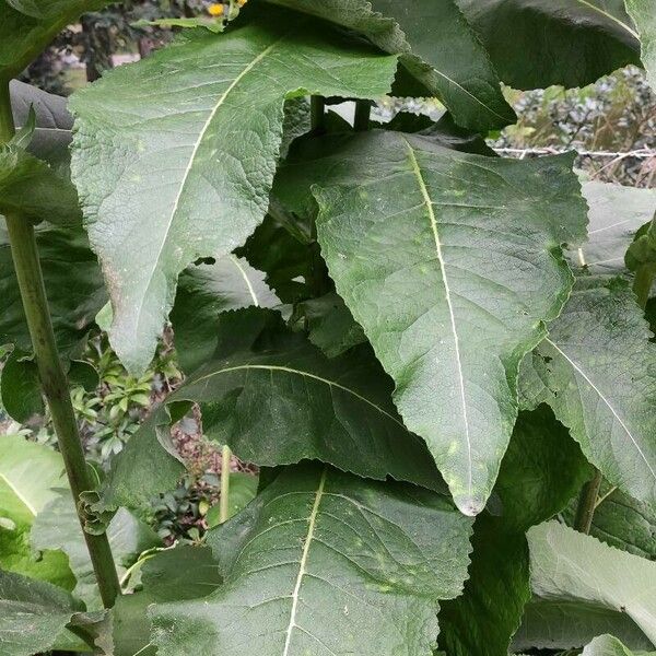 Inula racemosa Lapas