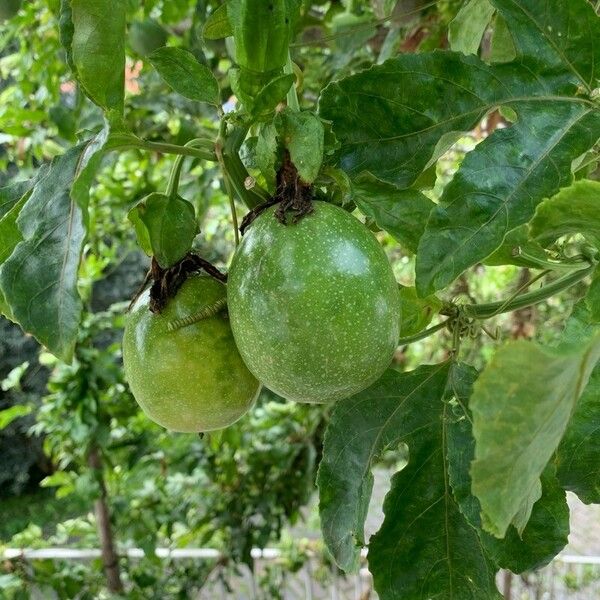 Passiflora edulis Fruit