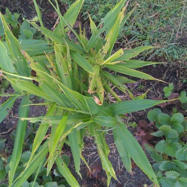 Zingiber officinale Frunză