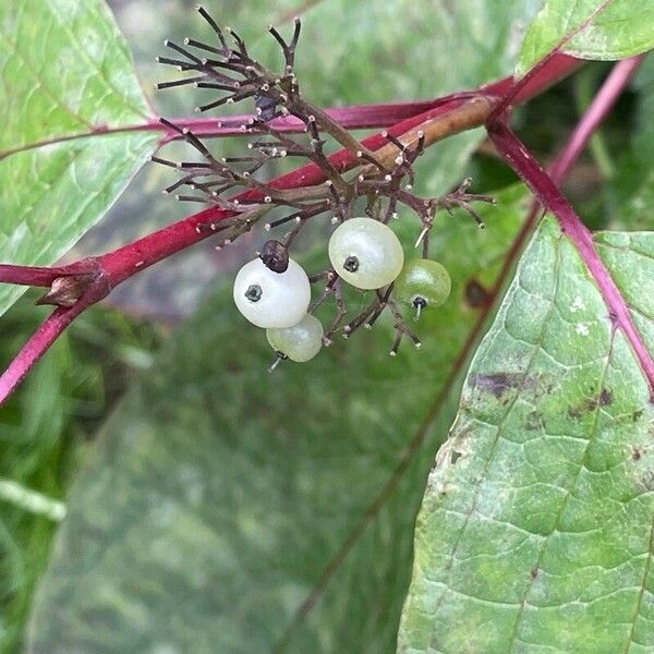 Cornus alba Frukt