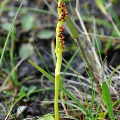 Botrychium simplex عادت