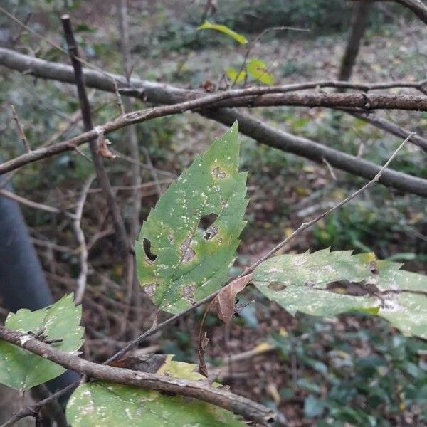 Celtis laevigata Blatt