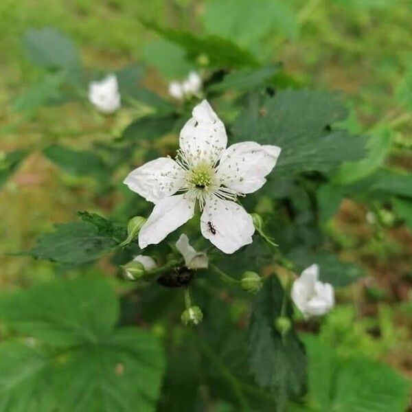 Rubus argutus Žiedas