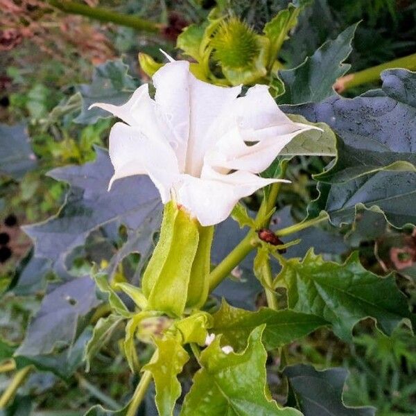 Datura stramonium 花