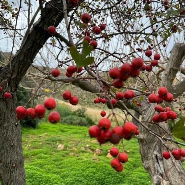 Crataegus laciniata Fruit