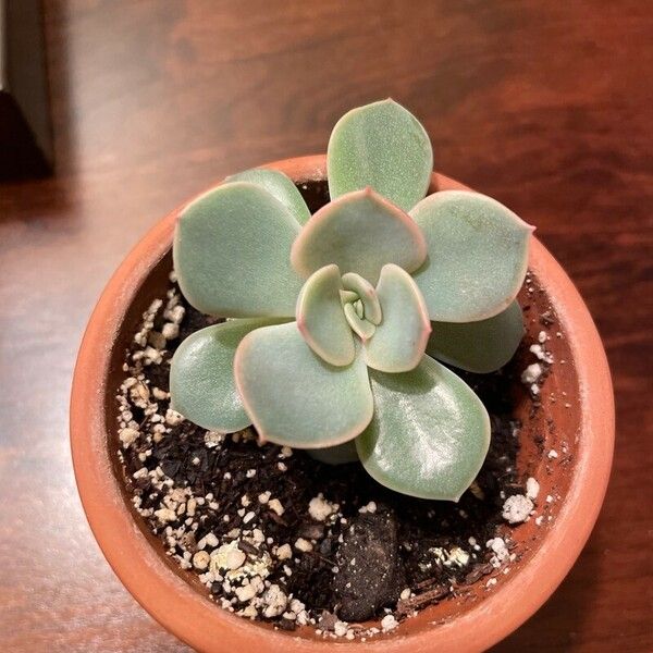 Echeveria derenbergii Leaf