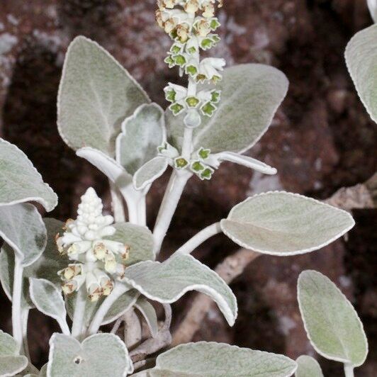 Sideritis brevicaulis Kita