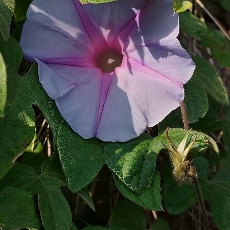 Ipomoea indica Кветка