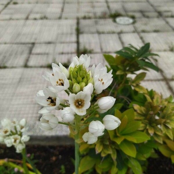 Ornithogalum thyrsoides Flor