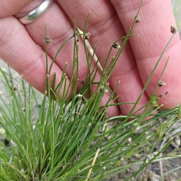 Isolepis setacea برگ