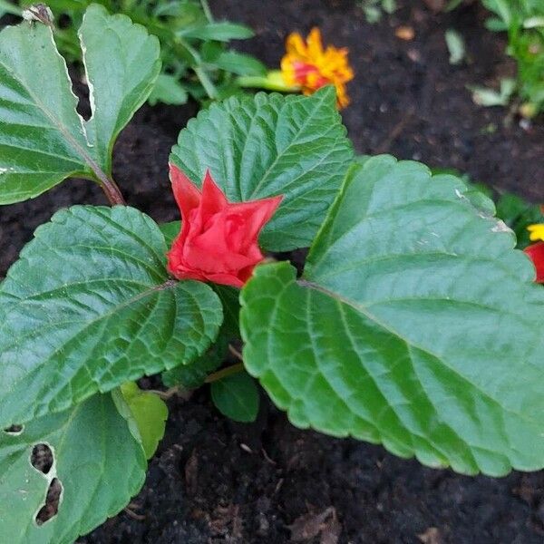 Salvia splendens Floare