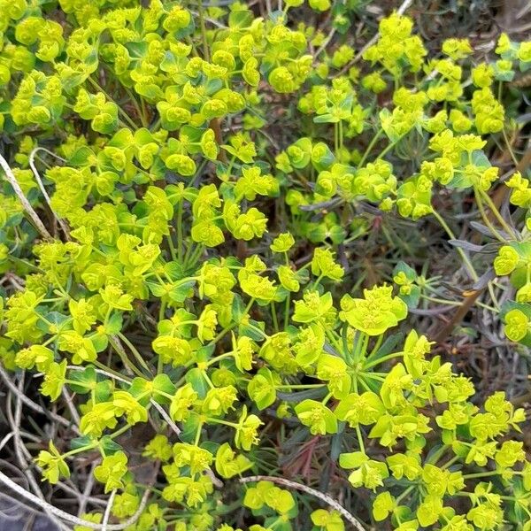 Euphorbia cyparissias Habit