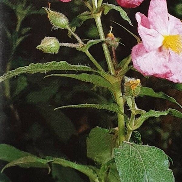 Cistus symphytifolius 花