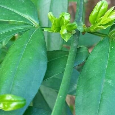 Jasminum mesnyi Blad