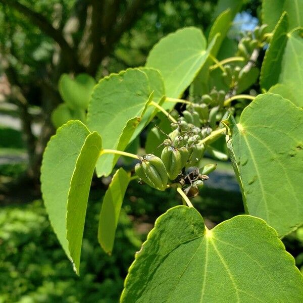 Cercidiphyllum japonicum Fruit