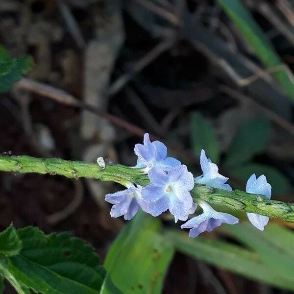 Stachytarpheta indica Blomst